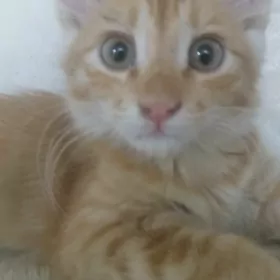 Маленький котик