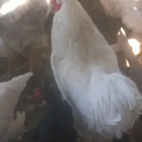 brama