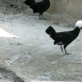 AK telpek horaz