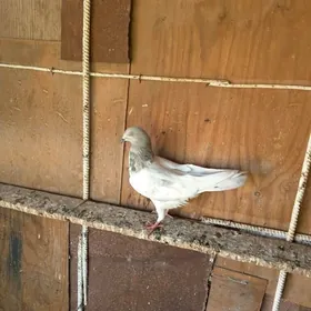 kepderi