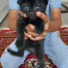 pisik кошка sotlan