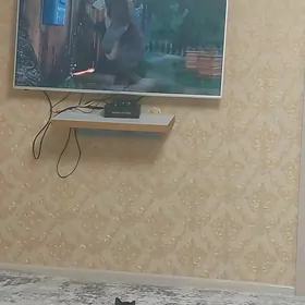 Arassa domaşny pişik