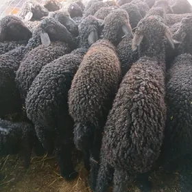 Tokli