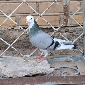 Kepderi