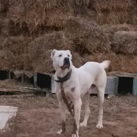 it