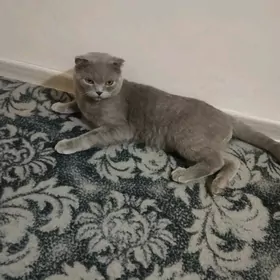 шотландский вислоуха кот