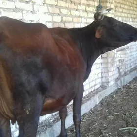 ýetik Bogaz sygyr