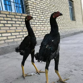 Horaz juyje