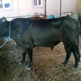 öküzler ve unajynlar