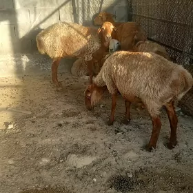 gayun we geçi