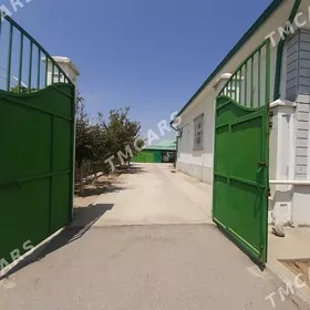 taze zaman
