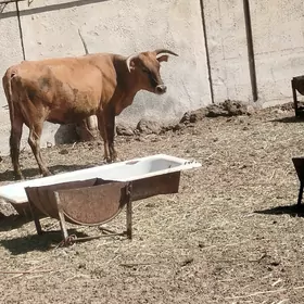 Gysyr sygyr