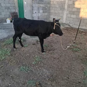 ökuz tuwe