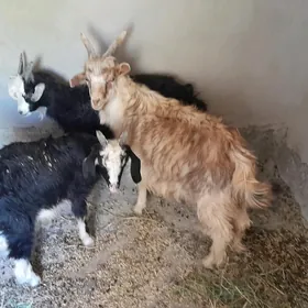 çebiş