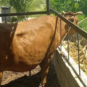 sygyr