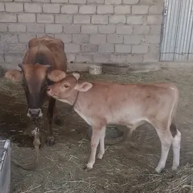 Göleli sygyr