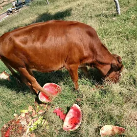 Göle