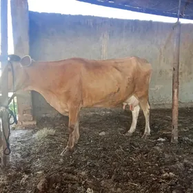 goleli sygyr