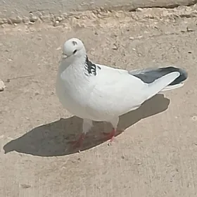 kepderi