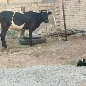 sygyr