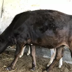 Sygyr