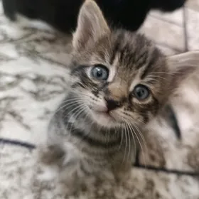котята в добрые ручки