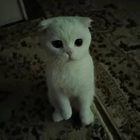 кот на вязку kopeltmek uc