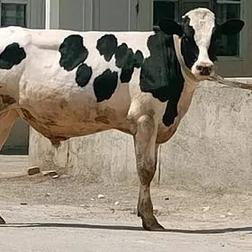 öküz