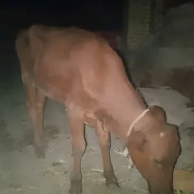 gulajin okuzce