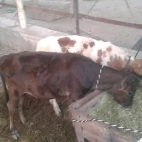 Гулажын 5саны