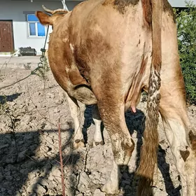 yetik.  sygyr