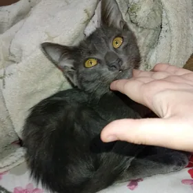 котёнок