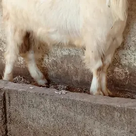 teke tohumlyk