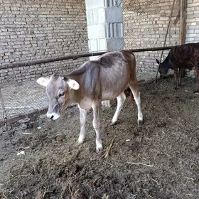 tuwe okuz