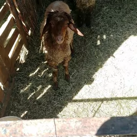 goýun goýun