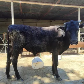 okuz angus