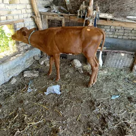 unajyn