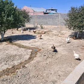 Towuklar