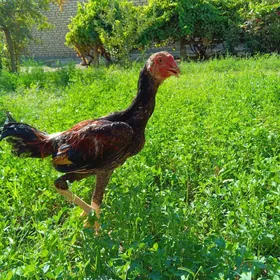 horaz jùje