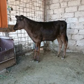 Okuz okuzce