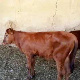 Göle