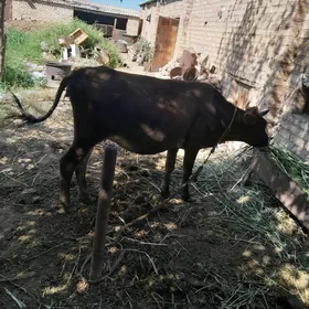sygyr