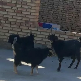 çebiş
