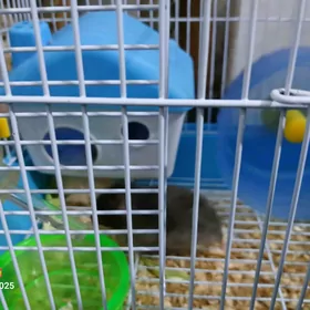 сирийский хомяки