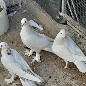 kepderi