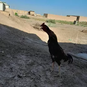 Ташкент
