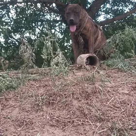 ĺpitbul