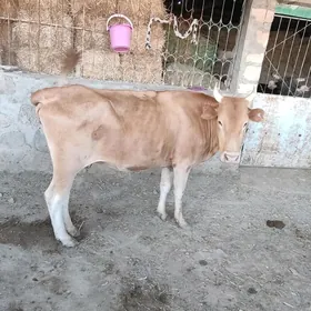 Sygyr