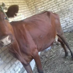 sygyr kysyr