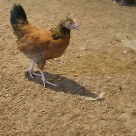 juyje